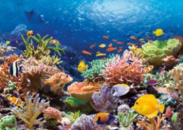 Peces de Arrecife de Coral