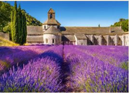 Campo de Lavanda en Provenza
