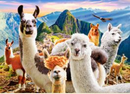 Selfie de llamas