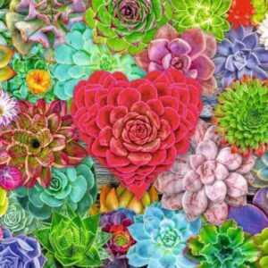 Amor de suculentas