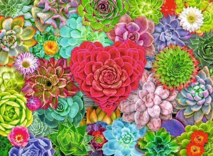Amor de suculentas